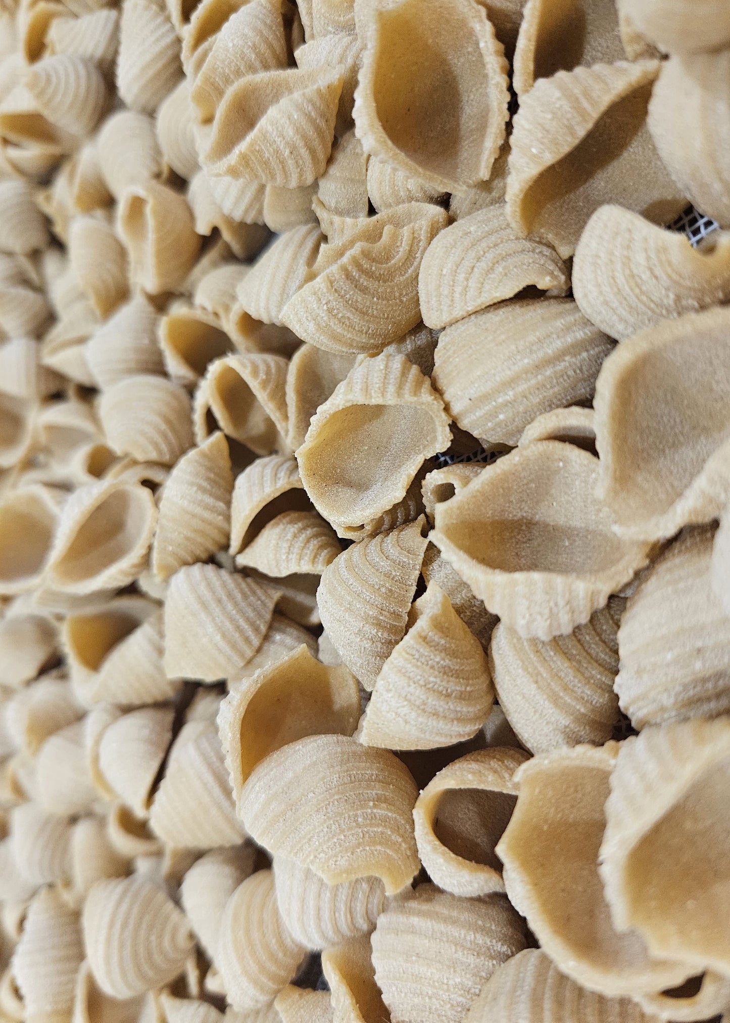 Les Conchiglies N°172 5kg - Pâtes artisanales du Vexin